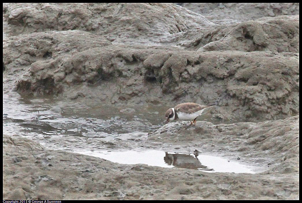 0402-082509-01.jpg - Semipalmated Plover
