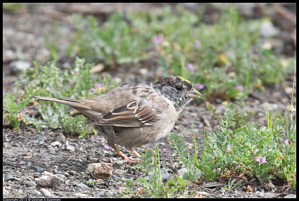 0402-084410-01.jpg - Golden-crowned Sparrow