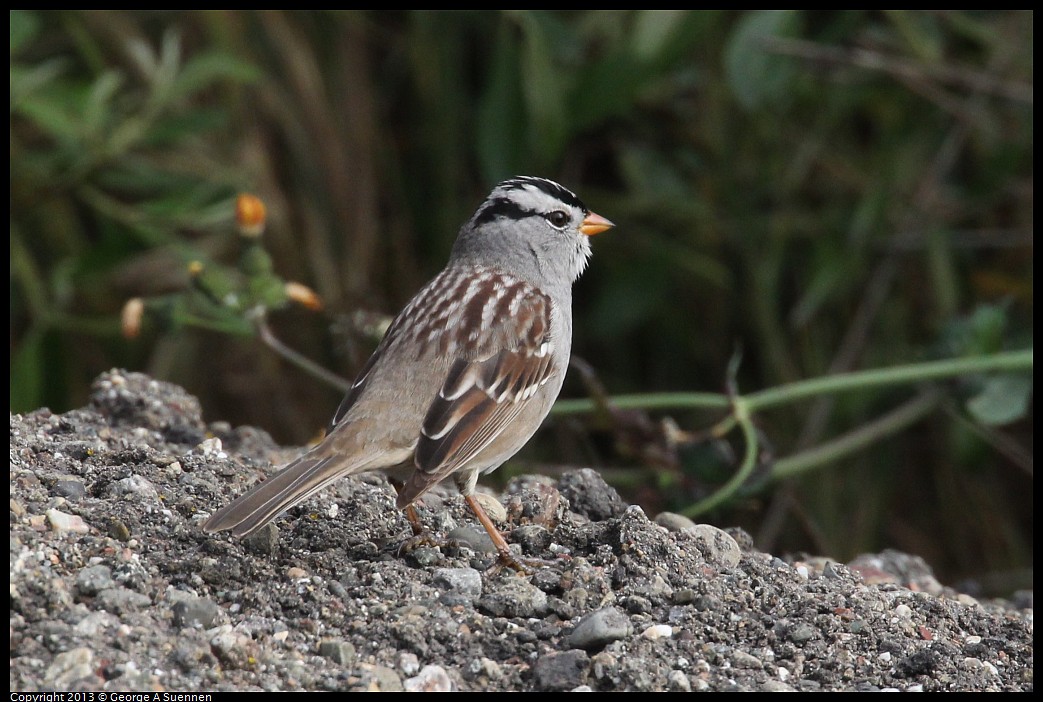 0402-084708-02.jpg - White-crowned Sparrow