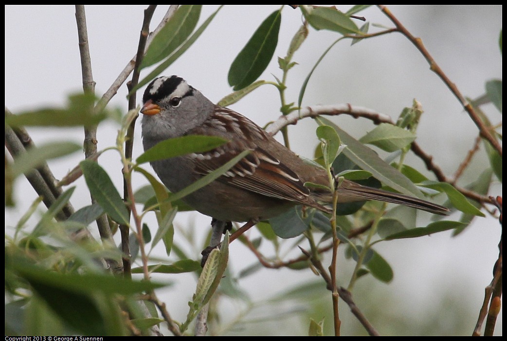 0402-084725-01.jpg - White-crowned Sparrow