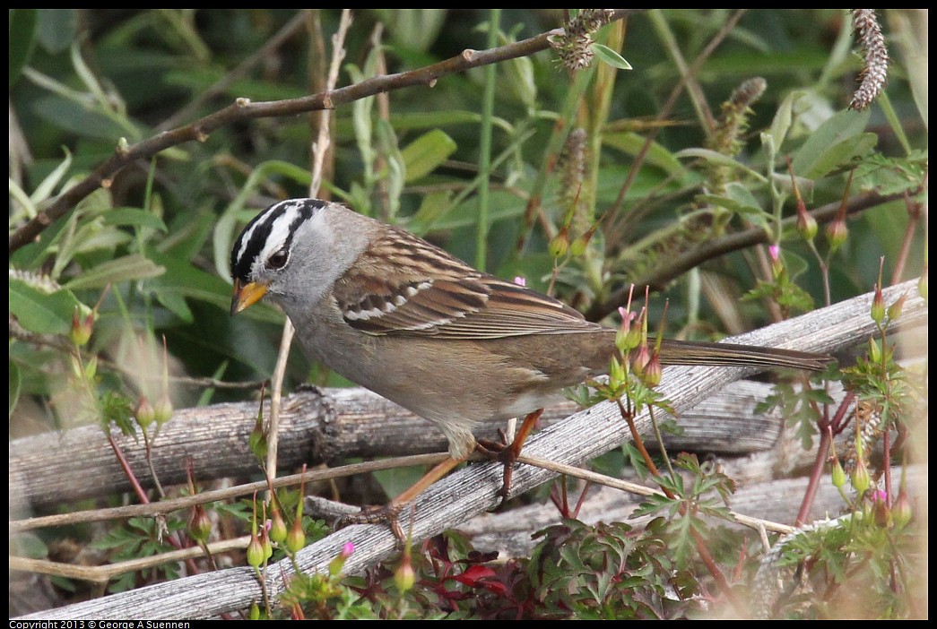 0402-084735-02.jpg - White-crowned Sparrow
