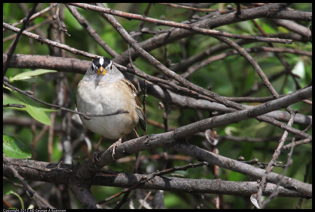 0406-141331-01.jpg - White-crowned Sparrow
