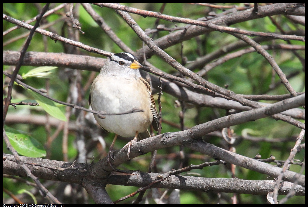 0406-141331-02.jpg - White-crowned Sparrow