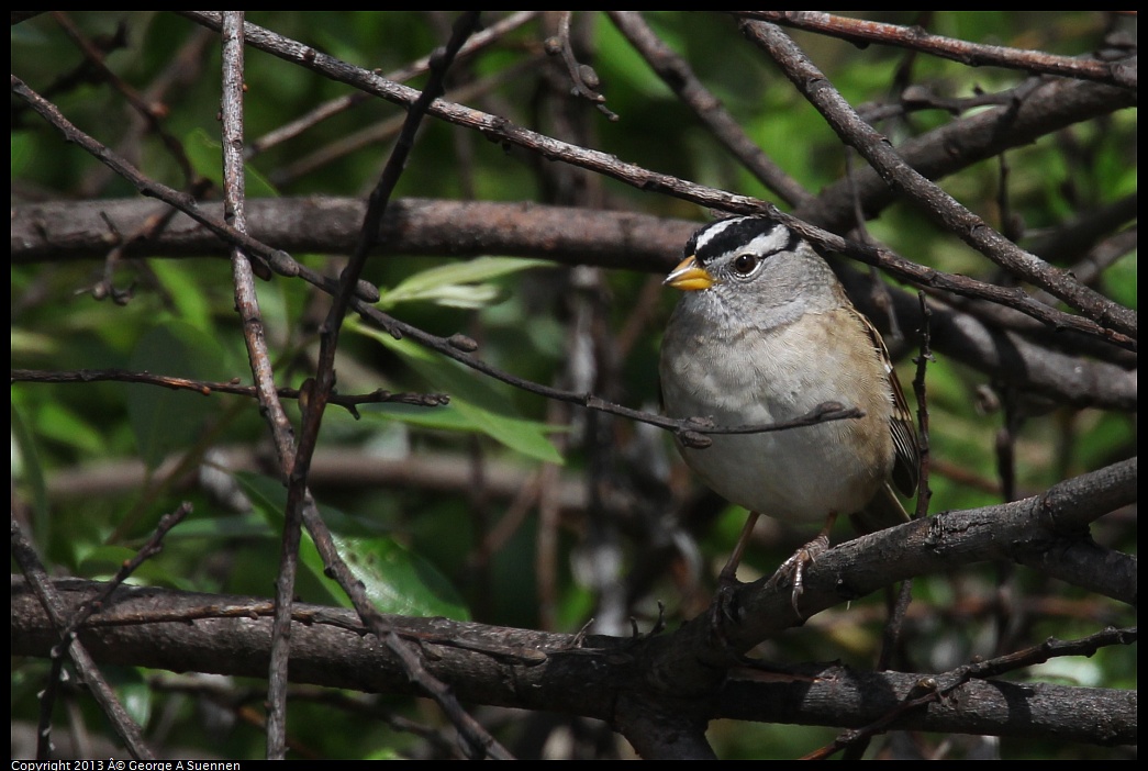 0406-141335-02.jpg - White-crowned Sparrow