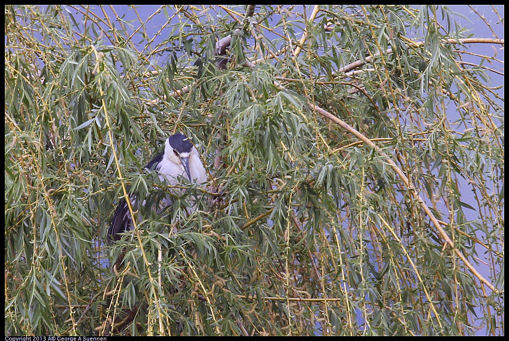 0406-141639-01.jpg - Black-crowned Night Heron