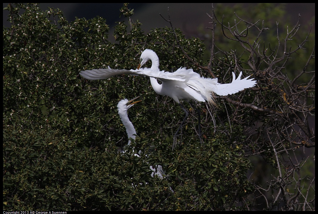 0406-142336-01.jpg - Great Egret