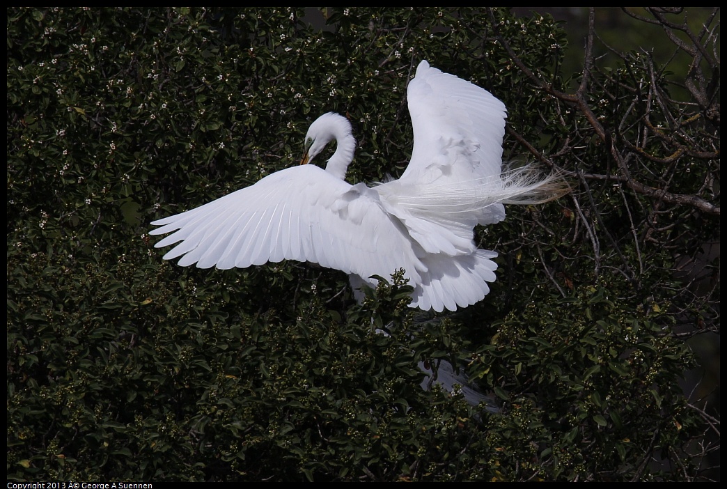 0406-142336-03.jpg - Great Egret
