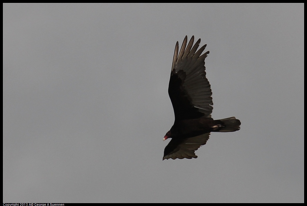 0406-142511-01.jpg - Turkey Vulture