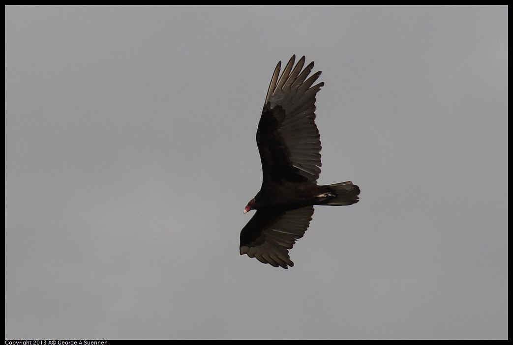 0406-142511-02.jpg - Turkey Vulture