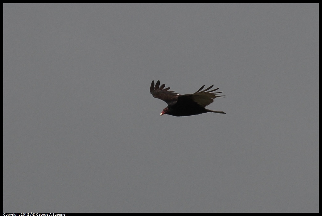 0406-142609-05.jpg - Turkey Vulture
