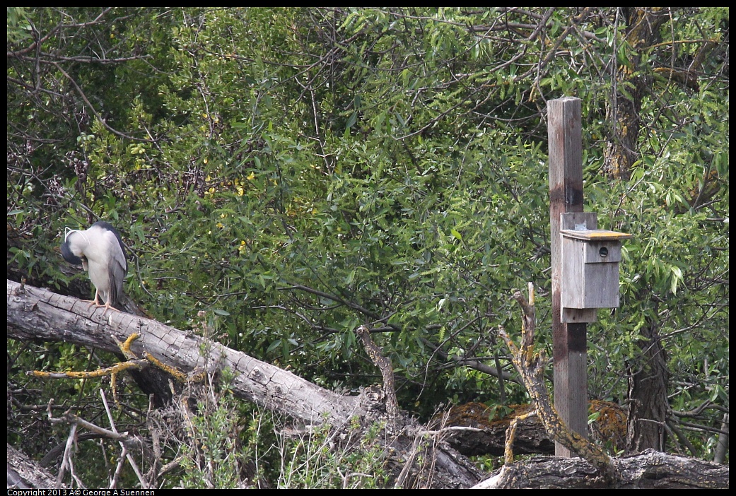 0406-143603-02.jpg - Black-crowned Night Heron and Tree Swallow in nest box