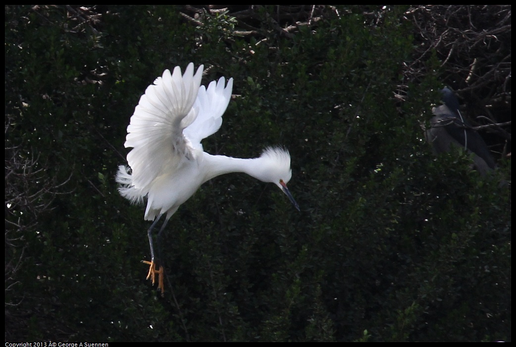 0406-143849-02.jpg - Snowy Egret