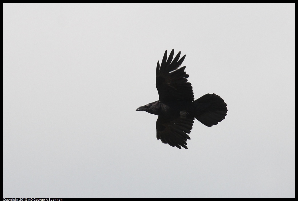 0406-144707-06.jpg - Common Raven