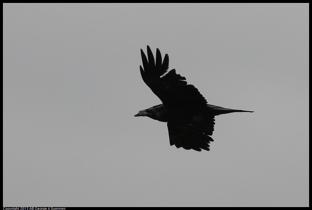 0406-144709-01.jpg - Common Raven