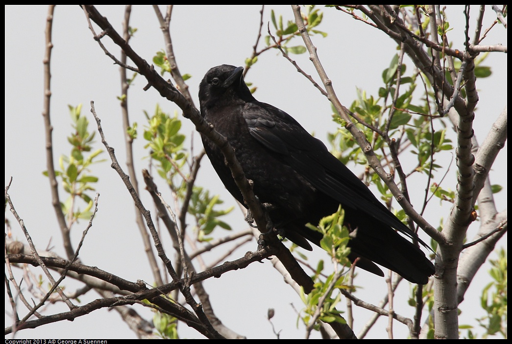0406-150956-01.jpg - American Crow