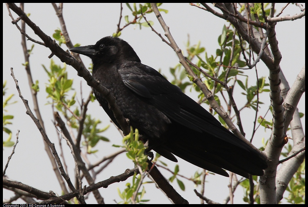 0406-151000-02.jpg - American Crow