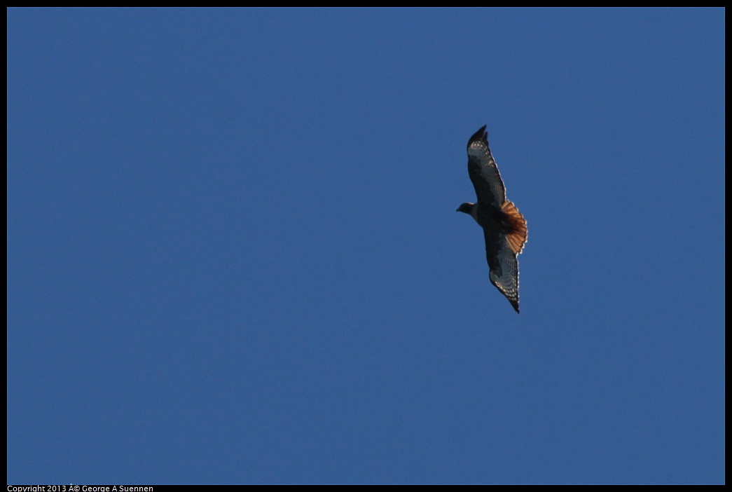 0409-080627-01.jpg - Red-tailed Hawk