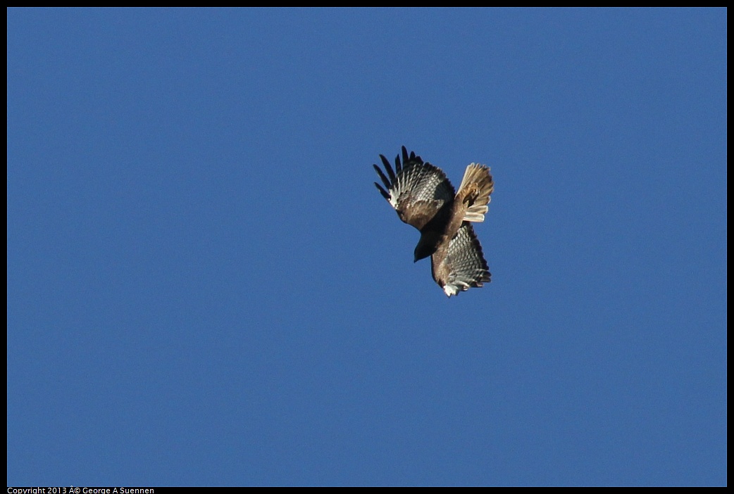 0409-080628-03.jpg - Red-tailed Hawk