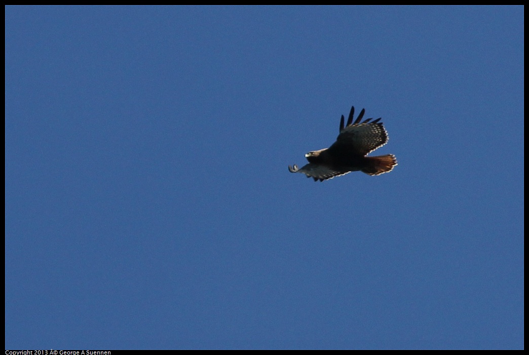0409-080631-03.jpg - Red-tailed Hawk