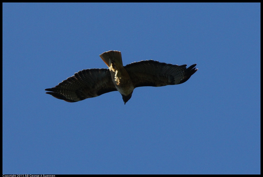 0409-081236-01.jpg - Red-tailed Hawk