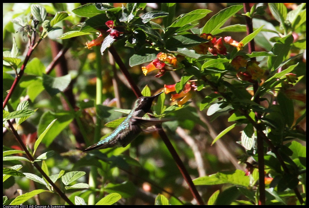 0409-090007-01.jpg - Anna's Hummingbird