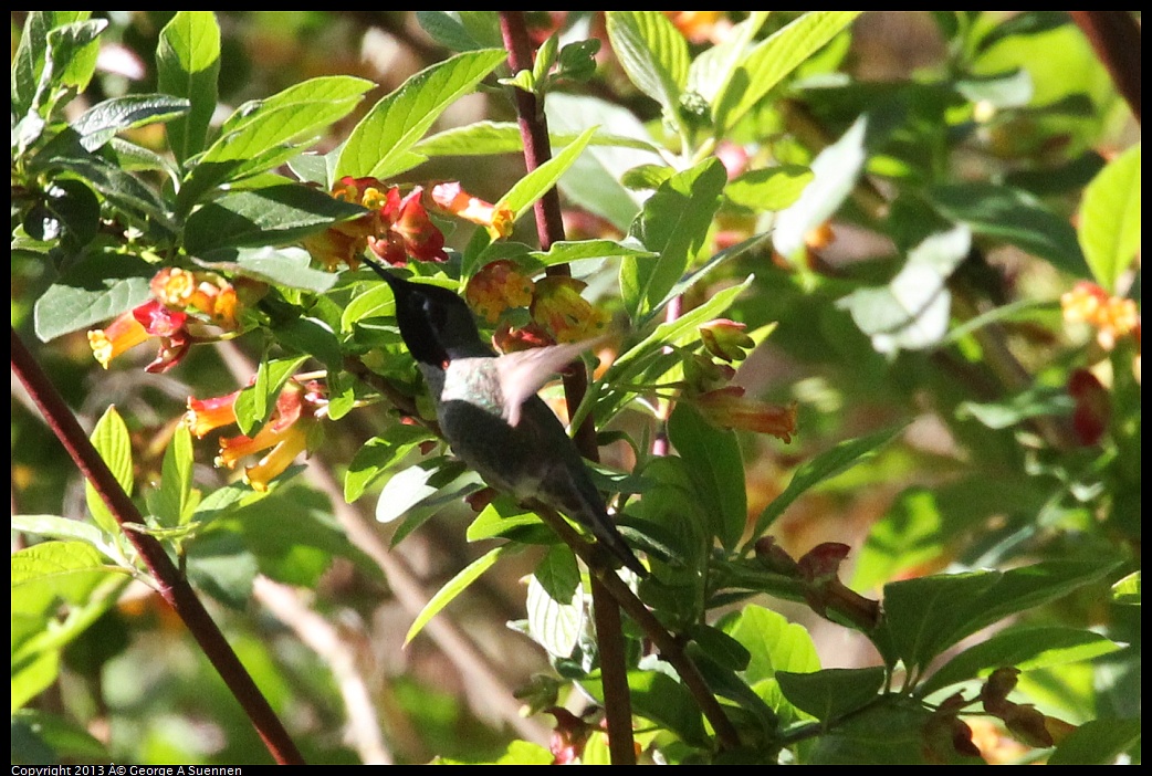 0409-090014-03.jpg - Anna's Hummingbird