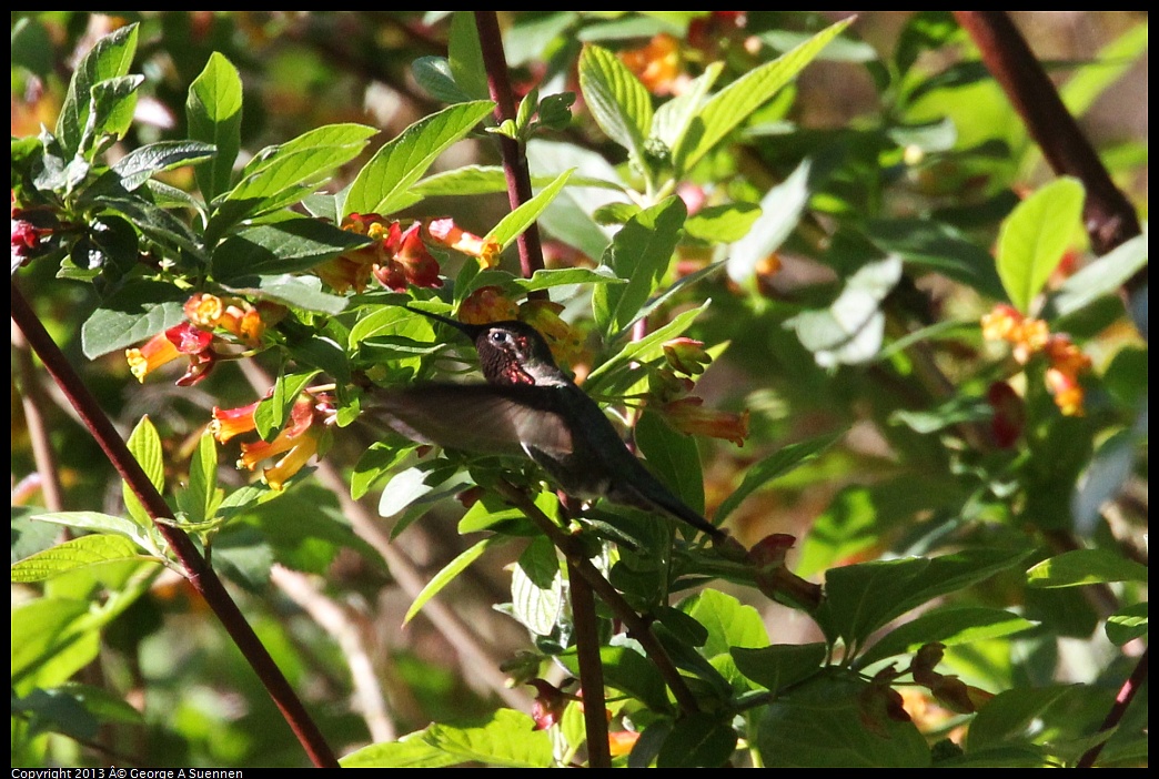 0409-090015-01.jpg - Anna's Hummingbird