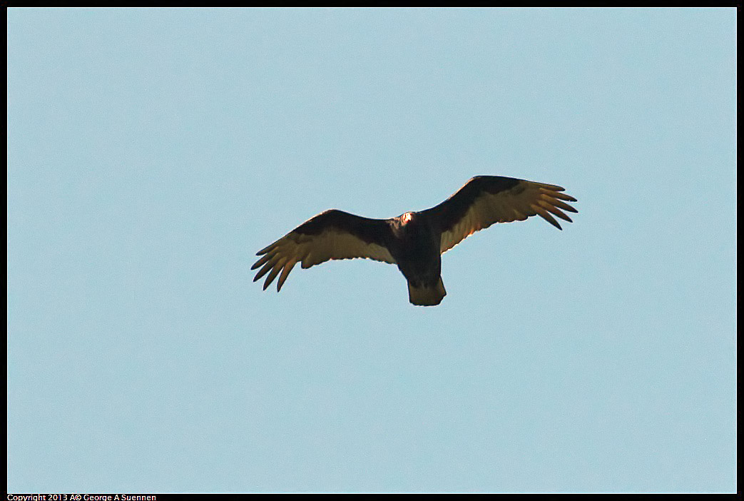 0409-090111-02.jpg - Turkey Vulture