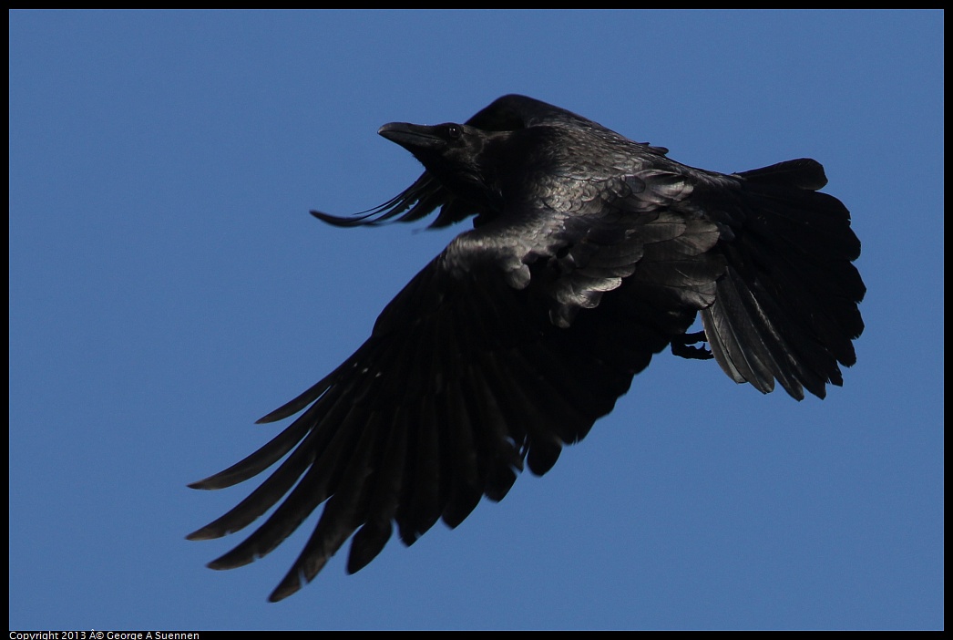 0412-085351-03.jpg - Common Raven