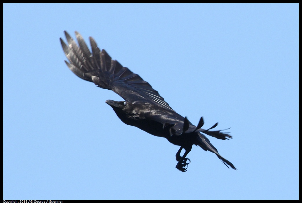 0412-085351-05.jpg - Common Raven