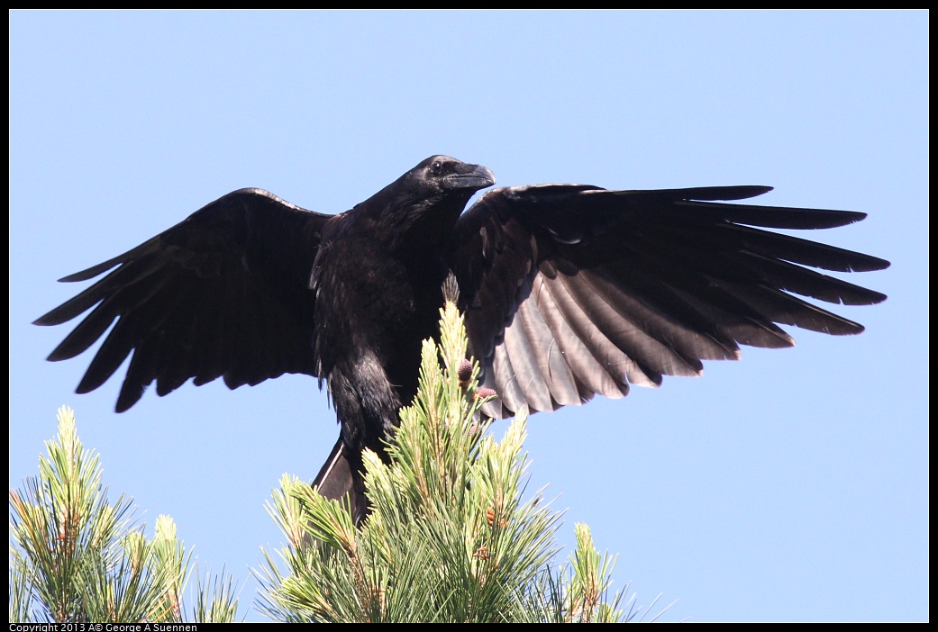 0412-085355-03.jpg - Common Raven