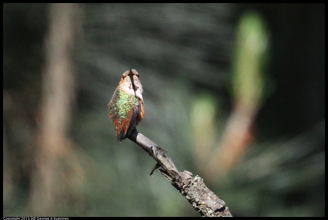 0412-090357-05.jpg - Allen's Hummingbird