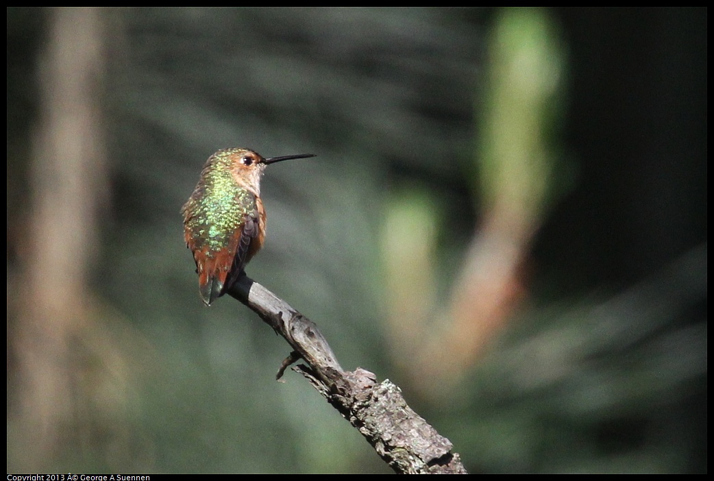 0412-090358-02.jpg - Allen's Hummingbird