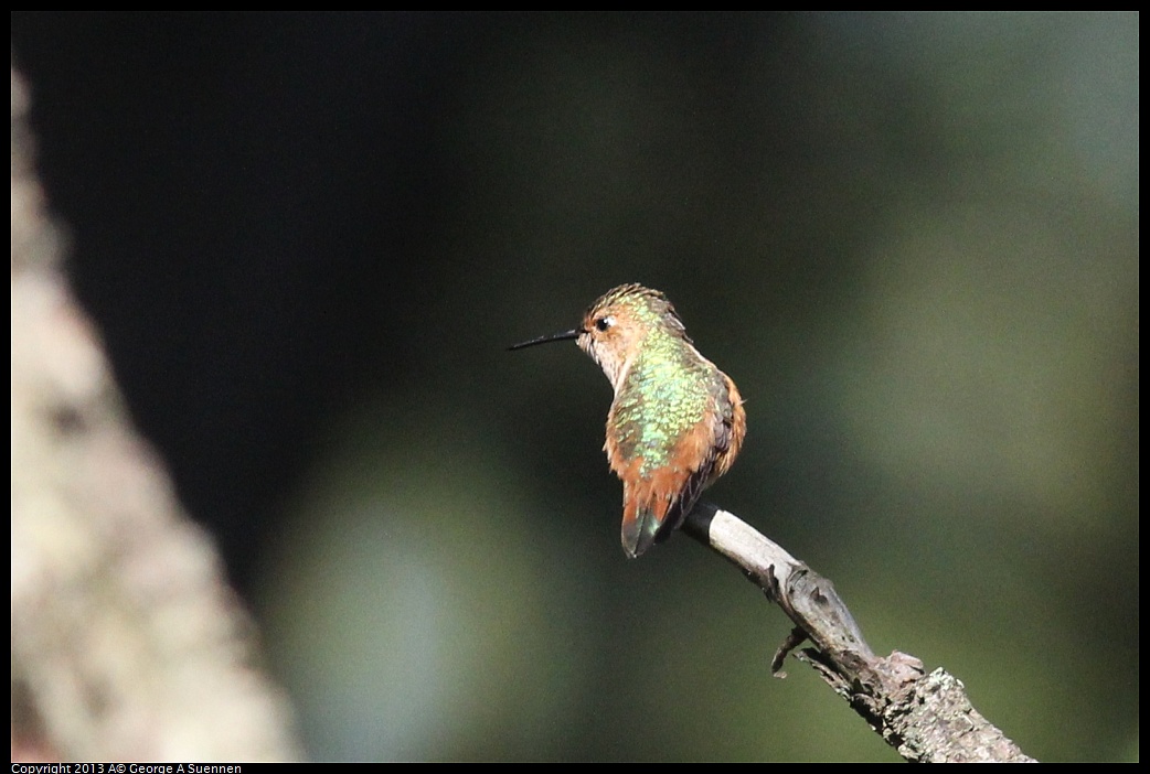 0412-090430-02.jpg - Allen's Hummingbird