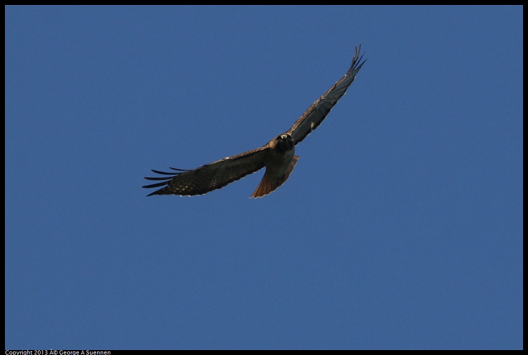 0412-091453-02.jpg - Red-tailed Hawk