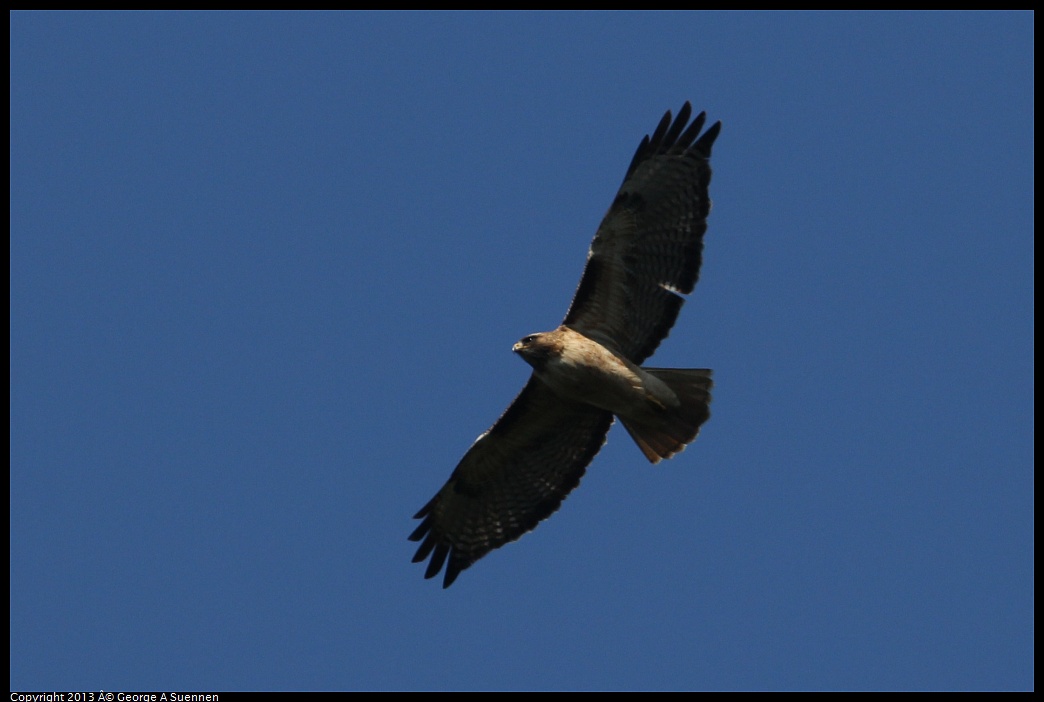 0412-091455-03.jpg - Red-tailed Hawk