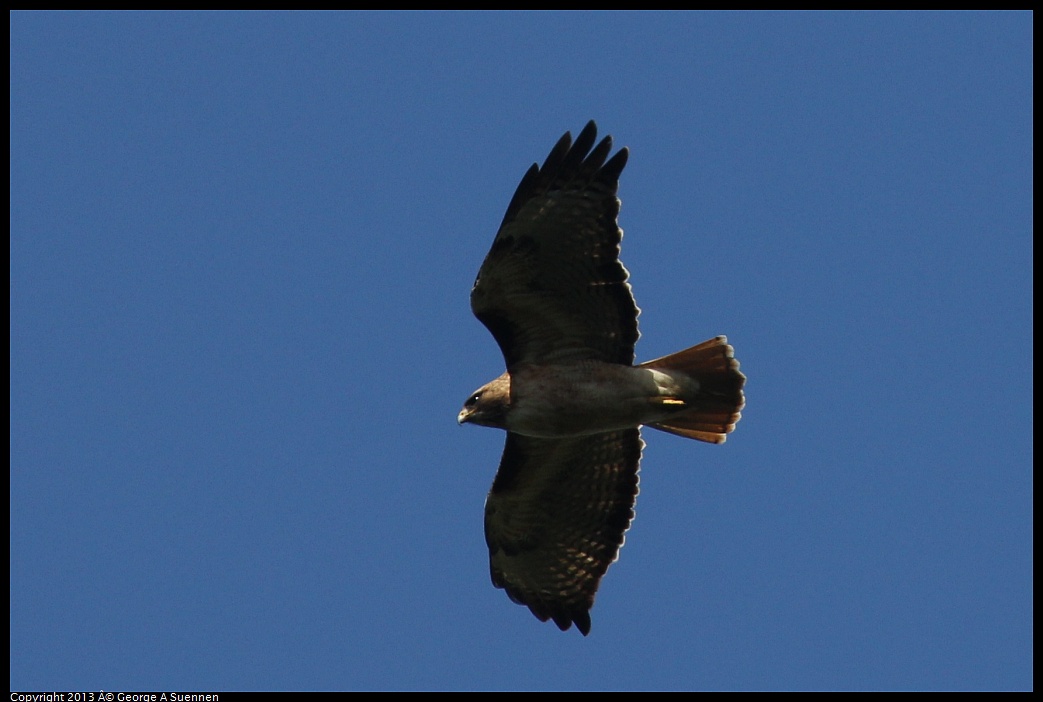 0412-091456-05.jpg - Red-tailed Hawk