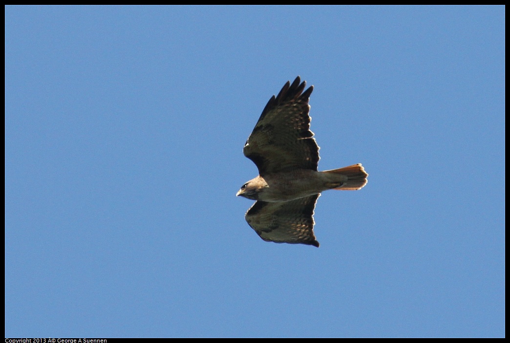 0412-091500-02.jpg - Red-tailed Hawk