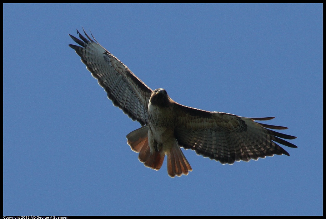 0412-091917-02.jpg - Red-tailed Hawk