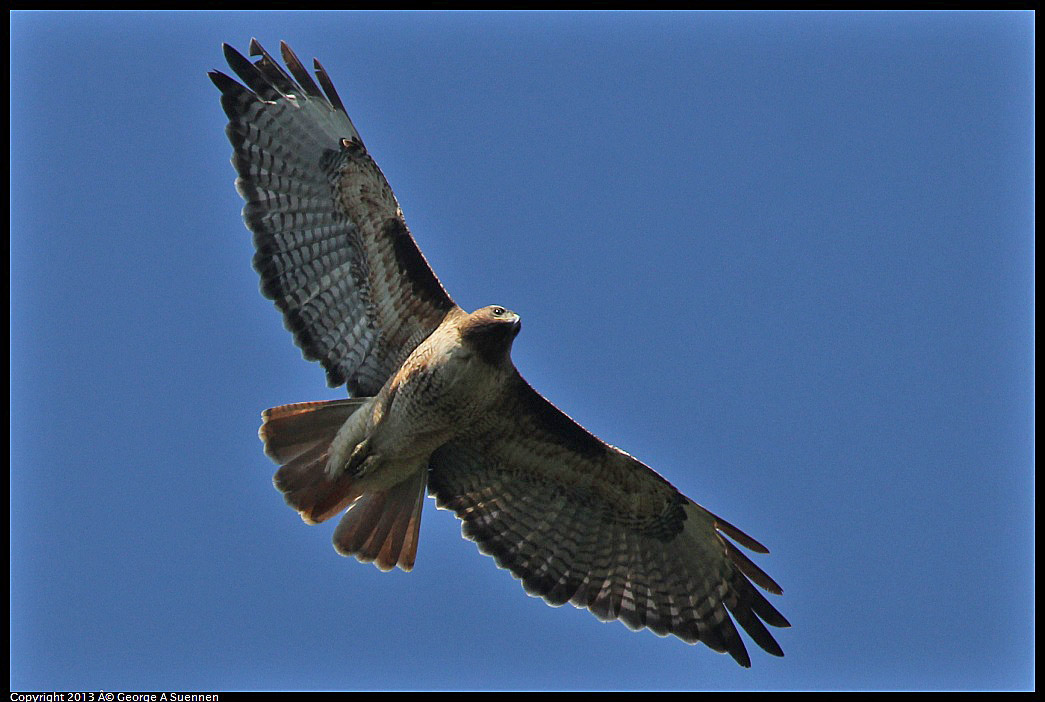 0412-091917-06.jpg - Red-tailed Hawk