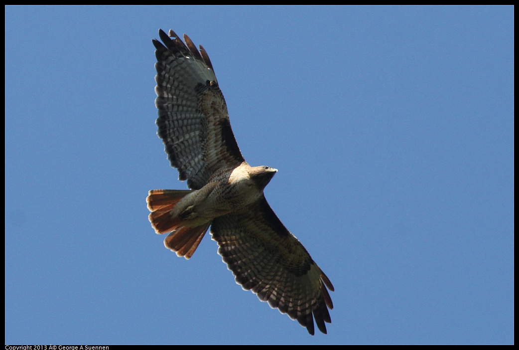 0412-091918-02.jpg - Red-tailed Hawk
