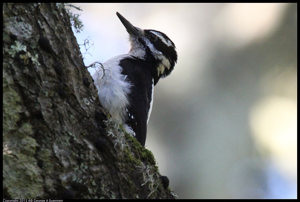 0418-084351-03.jpg - Hairy Woodpecker