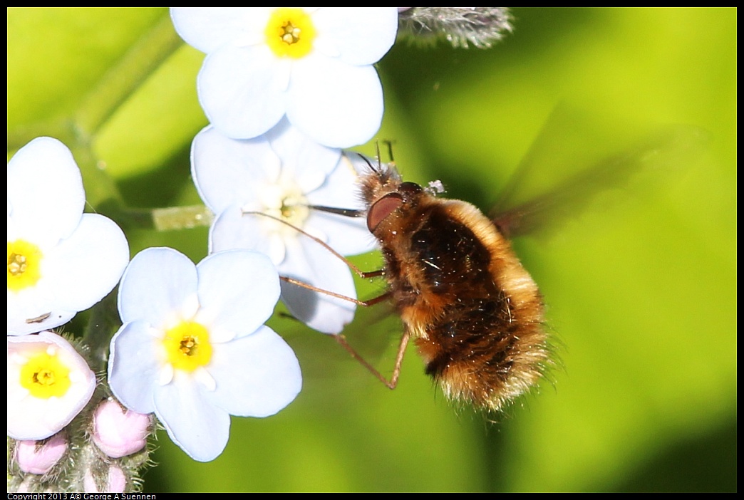 0418-085300-01.jpg - Flower and Beelike Fly