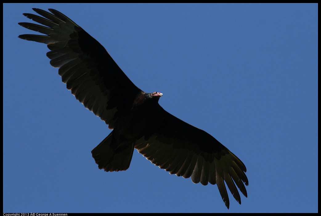 0418-092952-05.jpg - Turkey Vulture