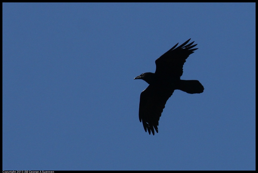 0418-094011-05.jpg - Common Raven
