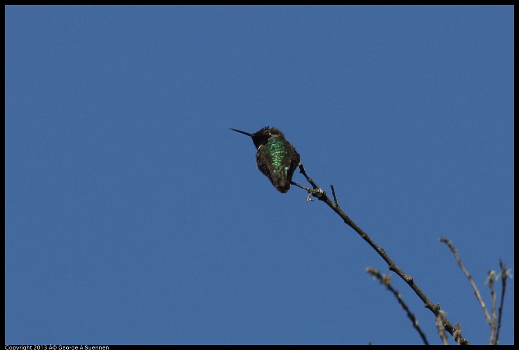 0418-094112-01.jpg - Anna's Hummingbird