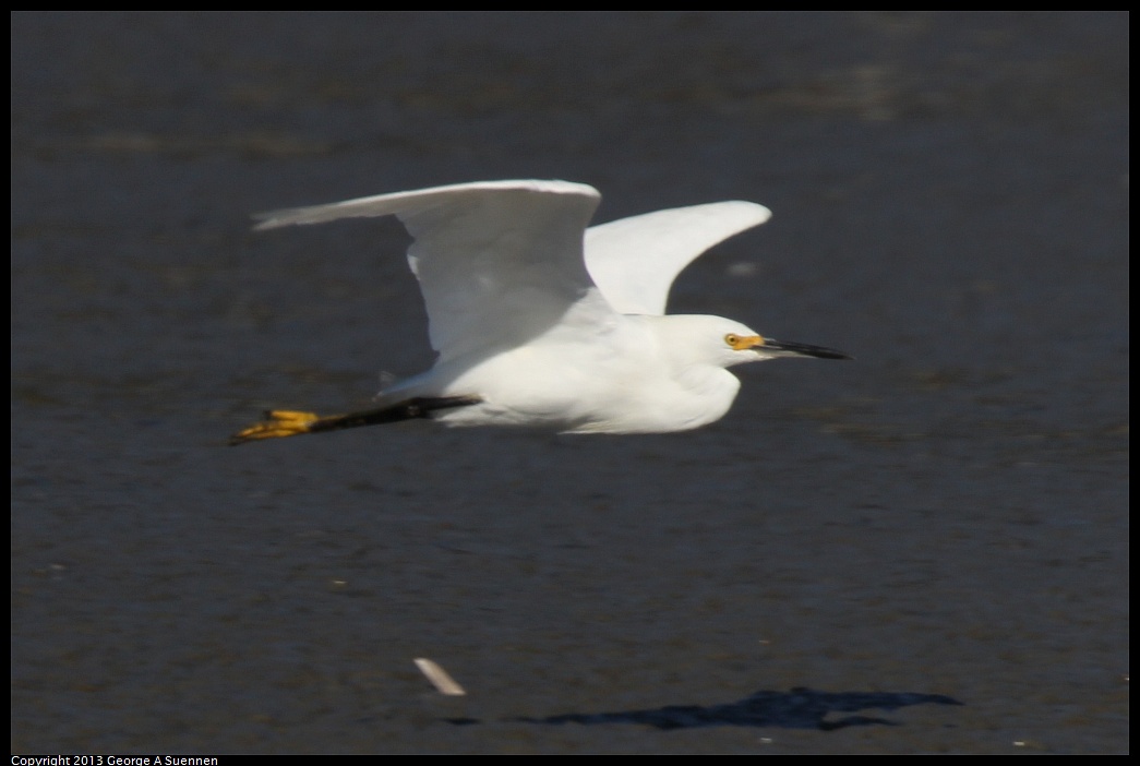 0914-152441-06.jpg - Snowy Egret