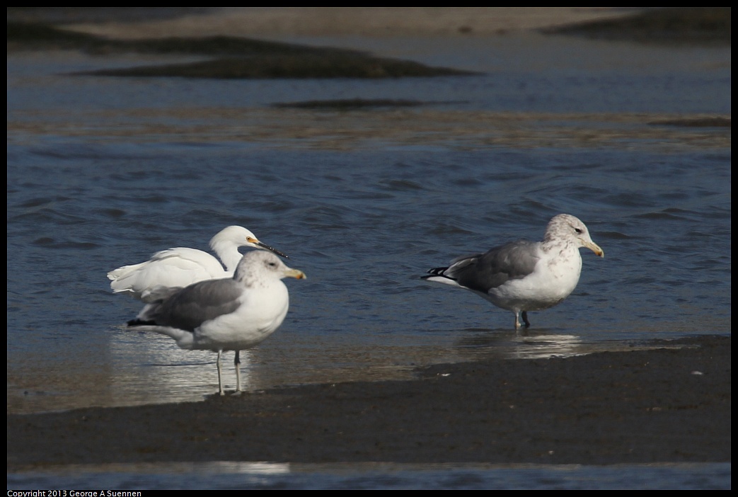 0914-154421-03.jpg - California Gull and Snowy Egret