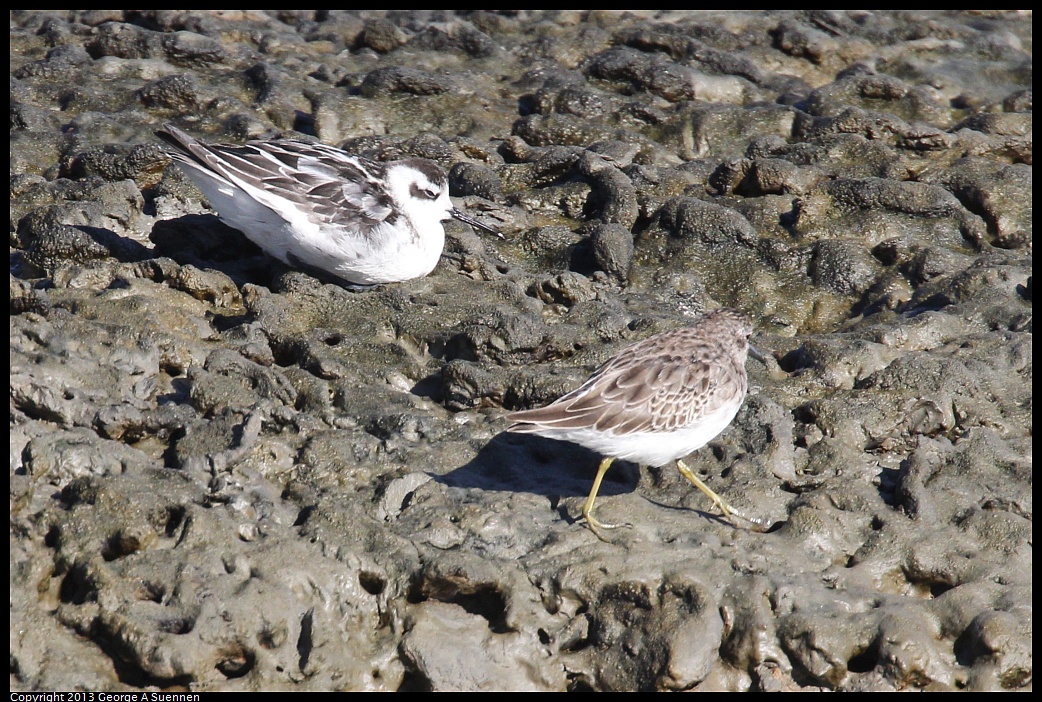 0914-155331-01.jpg - Red-necked Phalarope and Least Sandpiper