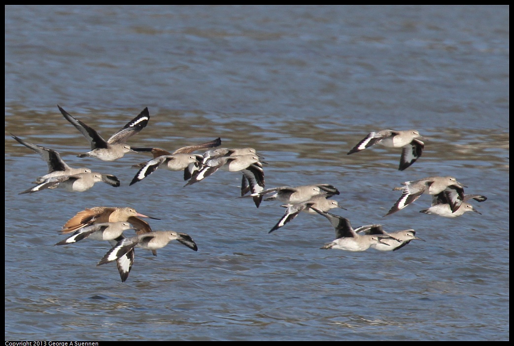 0914-155649-03.jpg - Willets and Marbled Godwits